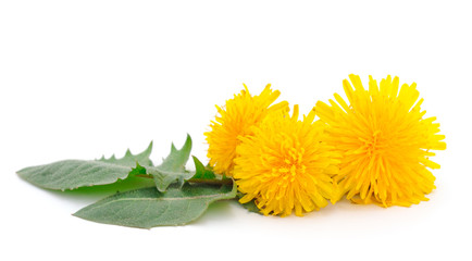 Dandelion Flowers Isolated.