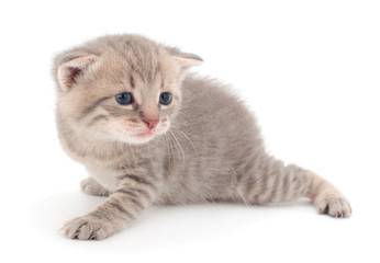 Little gray kitten lies.