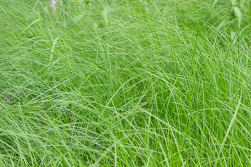 green grass background