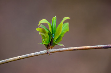 a fresh branch with green leaves in the forest