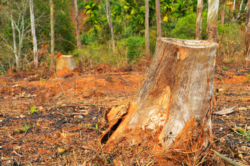 image of a dead tree bark in a lawn