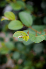 Close up small branch with thorn and blurred background