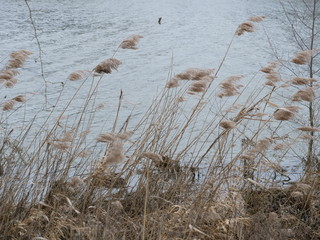 A close up on some dry herbs. At Pontallier a village of Burgundy.