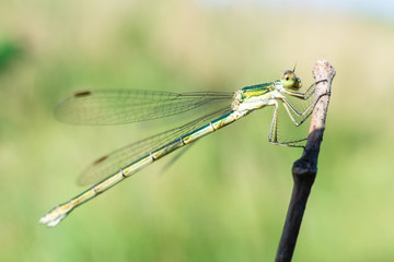 Dragonfly on a stick