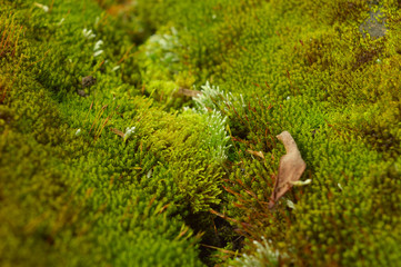 macro image of moss with some parts in focus