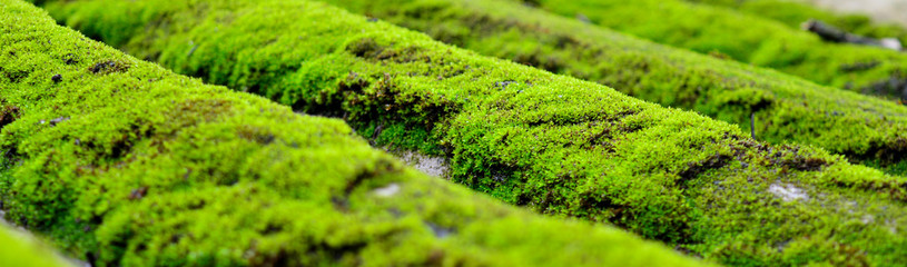 macro image of moss with some parts in focus