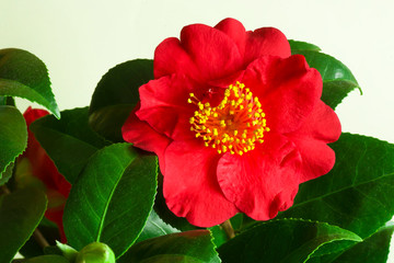 A red rose flower in full bloom against a white background
