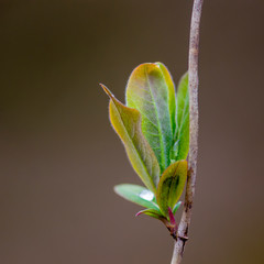 a fresh branch with green leaves in the forest
