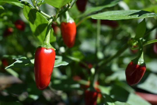 Frische Chilifr&uuml;chte auf der Pflanze, reifer Chili f&uuml;r die Ernte, Chili in Rot und Gr&uuml;n	
