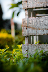 Close up white old wooden crate on grass