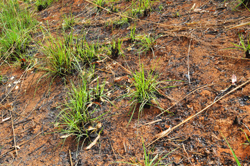 dead and burnt plants growing again