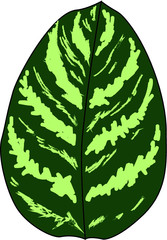 zamiifolia leaf