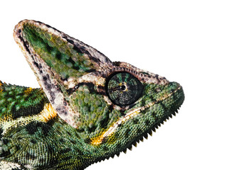 Close-up of a head of a green yellow chameleon from the side.