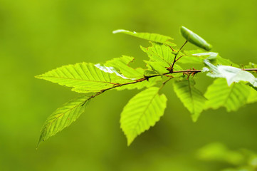 a fresh branch with green leaves in the forest
