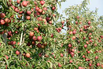 Red apples hanging on apple tree in orchard