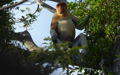 Proboscis monkey