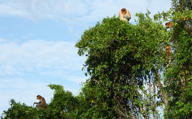 Proboscis monkey