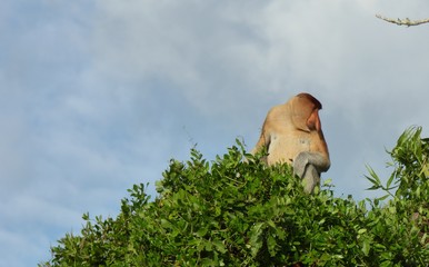 Proboscis monkey