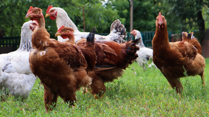 Pedigree brown and white hens and roosters eat grass in nature, outdoors in the backyard of a house near a chicken coop in the countryside. Purebred chickens in the yard of a rural house.