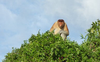 Proboscis monkey