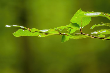 a fresh branch with green leaves in the forest