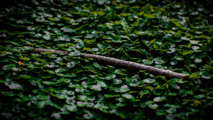 Dead wooden branch lay on green grass