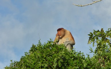 Proboscis monkey