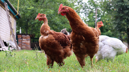 Pedigree brown and white hens and roosters eat grass in nature, outdoors in the backyard of a house near a chicken coop in the countryside. Purebred chickens in the yard of a rural house.