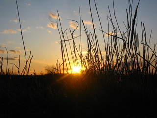 Zachód słońca na tle trawy