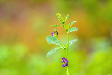 a fresh branch with green leaves in the forest