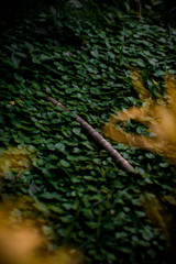 Dead wooden branch lay on green grass