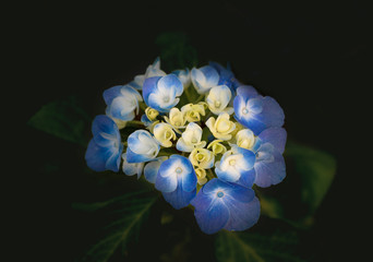 Hydrangea