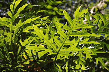 Tree branches, Copan mayan ruins. Honduras.