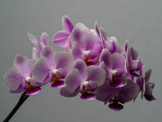 Rispe Orchideenblüte in pink, Phalaenopsis, Nachtfalterorchidee