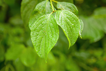 a fresh branch with green leaves in the forest