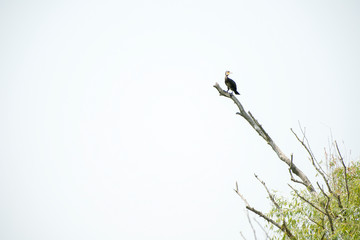 Birds resting in a tree in Danube Delta area,  Romania,  in a summer sunny day,  clear blue sky