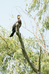 Birds resting in a tree in Danube Delta area,  Romania,  in a summer sunny day,  clear blue sky