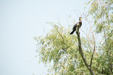 Birds resting in a tree in Danube Delta area,  Romania,  in a summer sunny day,  clear blue sky