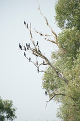 Birds resting in a tree in Danube Delta area,  Romania,  in a summer sunny day,  clear blue sky