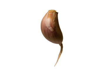 Islated part of garlic on white background - obrazy, fototapety, plakaty