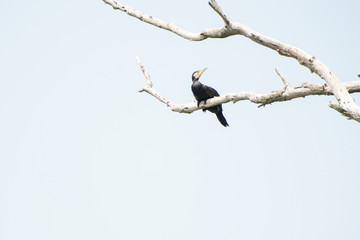 Birds resting in a tree in Danube Delta area,  Romania,  in a summer sunny day,  clear blue sky