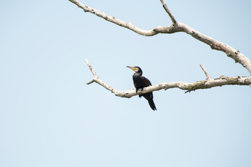 Birds resting in a tree in Danube Delta area,  Romania,  in a summer sunny day,  clear blue sky