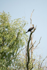 Birds resting in a tree in Danube Delta area,  Romania,  in a summer sunny day,  clear blue sky