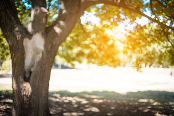 A large green tree in the park in the rays of sunlight. Summer concept
