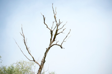 Birds resting in a tree in Danube Delta area,  Romania,  in a summer sunny day,  clear blue sky