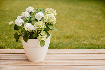 White Pot with white hydrangea flower blossom in morning garden and green background