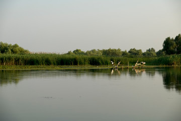 Landscape with waterline and birds in Danube Delta,  Romania,  in a summer day