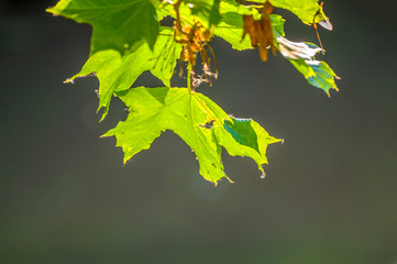 a fresh branch with green leaves in the forest