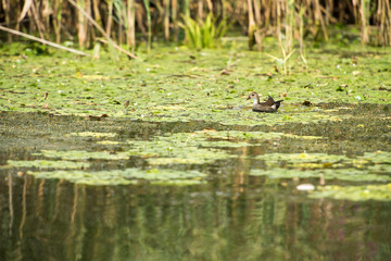 Landscape with waterline and birds in Danube Delta,  Romania,  in a summer day
