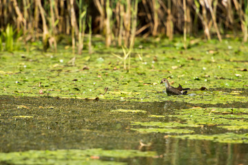 Landscape with waterline and birds in Danube Delta,  Romania,  in a summer day